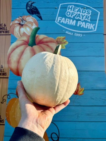 Heads of Ayr Pumpkin Patch